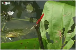 广州行之华南植物园