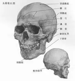 谁有类似这样的头骨素材