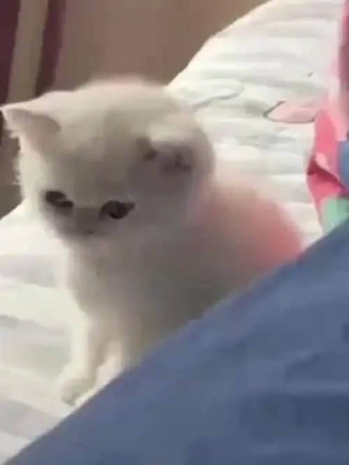 艾特你喜欢猫咪的闺蜜萌宠被猫咪治愈了铲屎官的乐趣这谁顶得住啊小奶猫