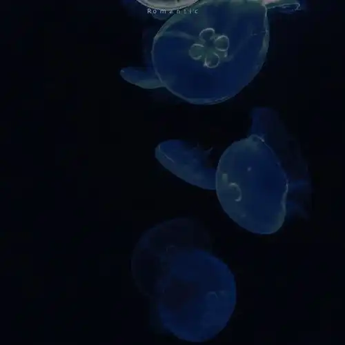 热爱可抵岁月漫长