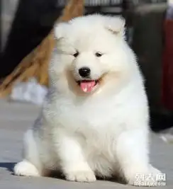 友善但保守的狗狗萨摩