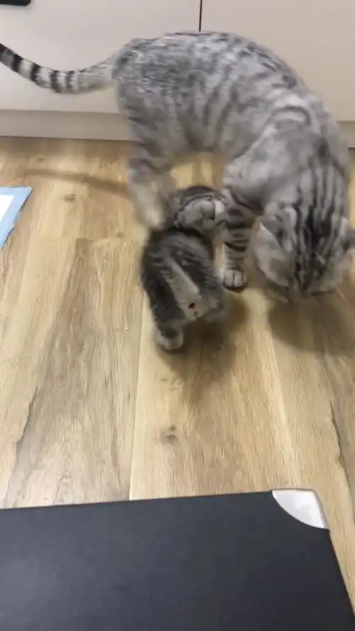 小奶猫实力卖萌,猫妈妈对这个孩子那是一脸的宠溺啊
