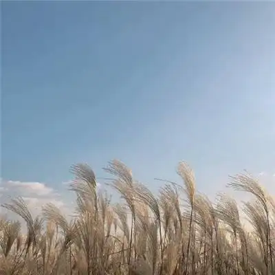 raybet001