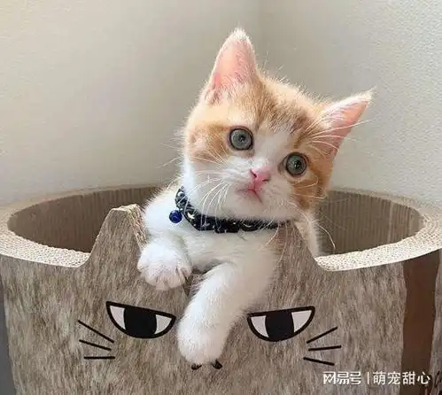 猫咪是否健康这些细节可帮助你判断