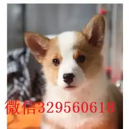 中卫去哪里买带血统柯基小狗带血统柯基犬疫苗驱虫已做