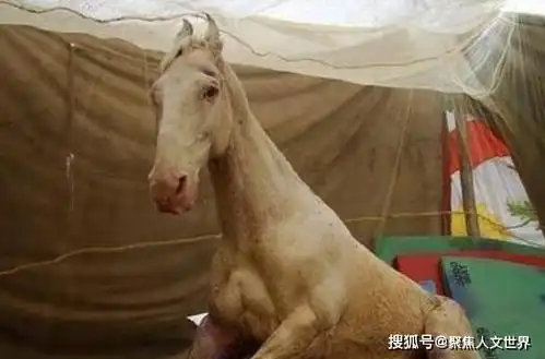 23年前,拍完82版西游记后,白龙马惨死马棚尸骨无存