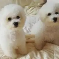 超萌超可爱的萌宠泰迪狗微信头像图片大全