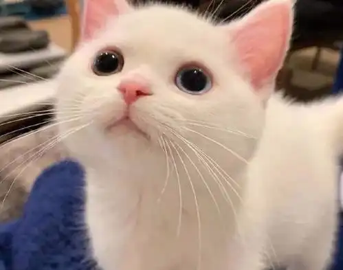 一只白色的小奶猫,因高颜值火遍全网,网友此猫只因天上有
