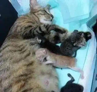 猫咪怀孕65天还没生,主人急坏,这天回家看到小奶猫时,傻眼了女孩